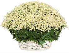 Цветочная композиция из Ромашки в корзине #REPLACE_PRED# Прогрессе Ставропольского края